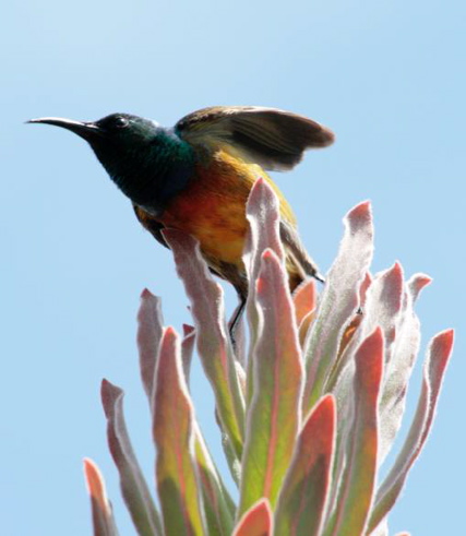 Orange-Breasted Sunbird