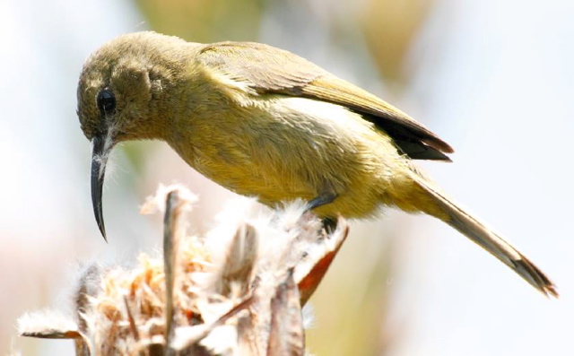 Orange-Breasted Sunbird fem
