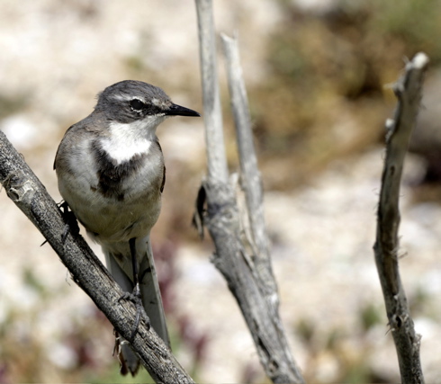 Cape Wagtail