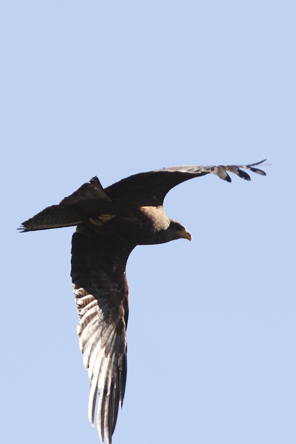 Black Kite