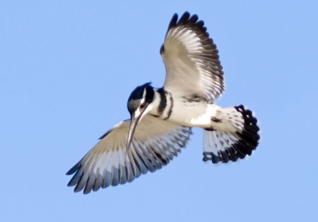 Pied Kingfisher