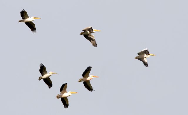 Great White Pelican