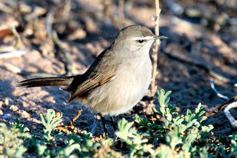 Karoo Scrub-Robin 