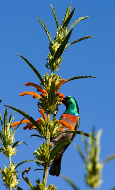 Southern Double-collared Sunbird