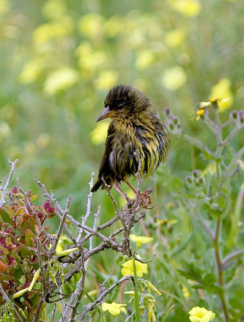 Cape Weaver female enjoyed her bath