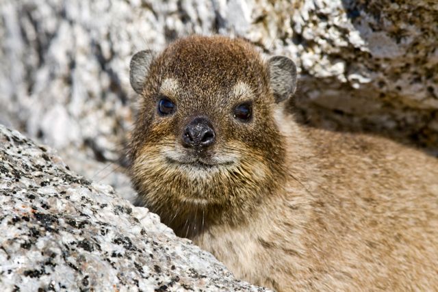 Dassie