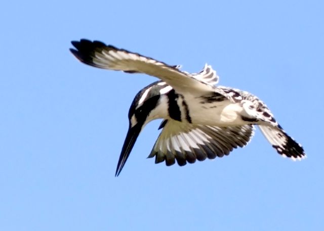 Ceryle rudis