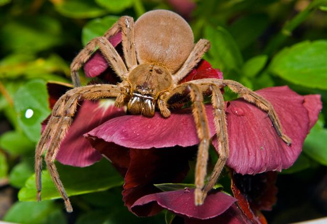 Rain spider