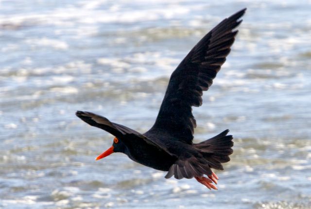 Haematopus moquini