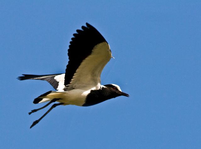  Blacksmith Lapwing