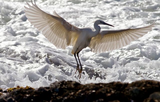 Little Egret