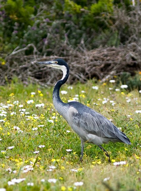 Black-headed Heron