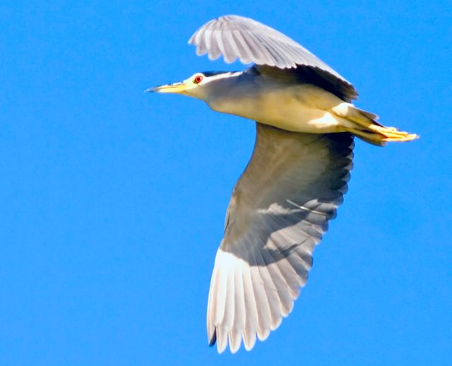 Black-crowned Night-Heron