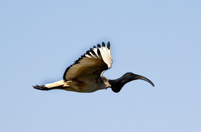 African Sacred Ibis