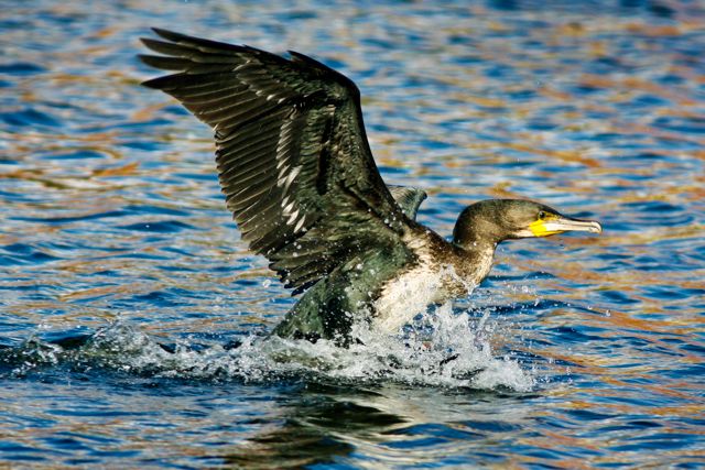 feeding young