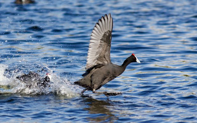 Red-knobbed Coot