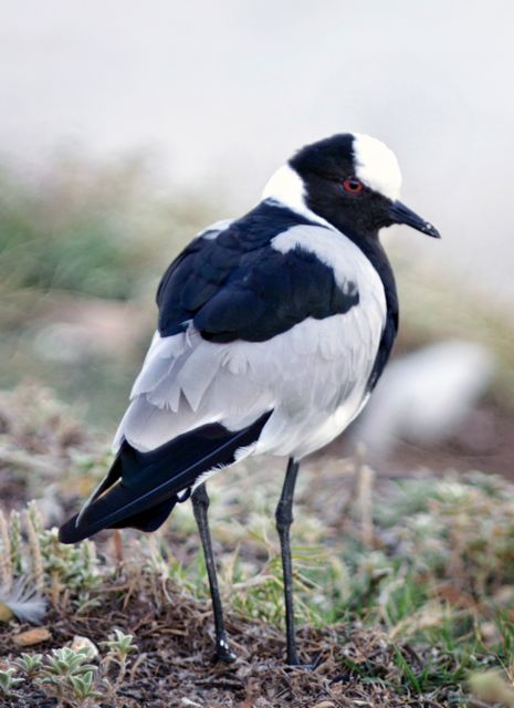 Blacksmith Lapwing