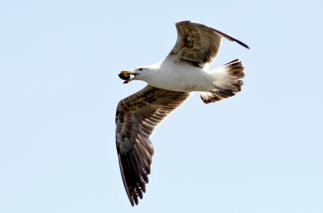 Larus dominicanus imm.