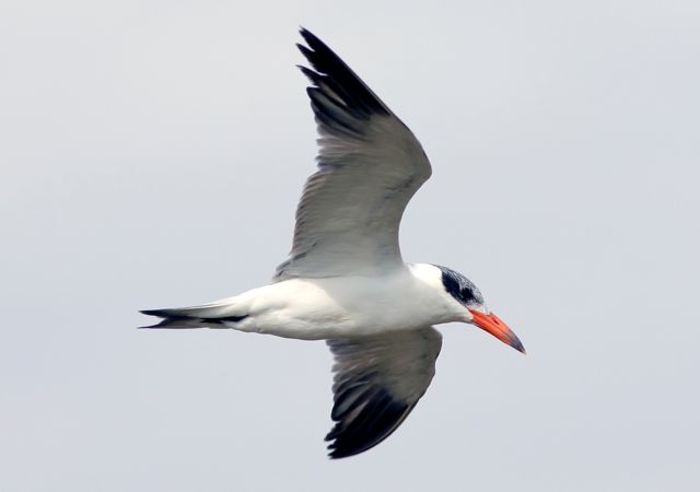 Caspian Tern