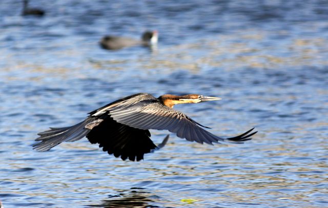 African Darter