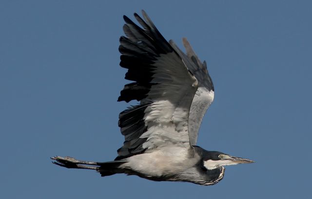 Black-headed Heron