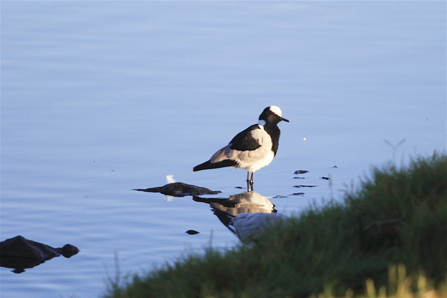 Blacksmith Lapwing