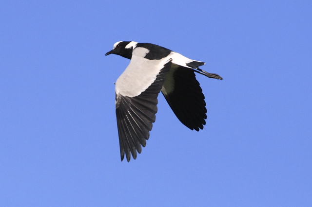 Blacksmith Lapwing