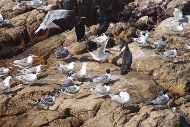 Swift Tern