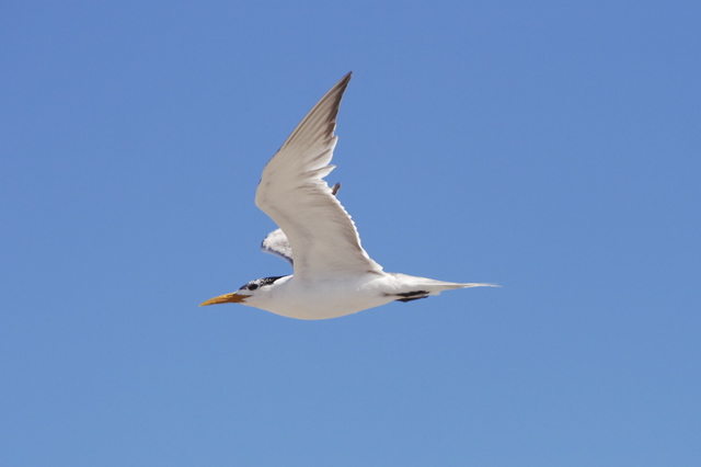 Swift Tern