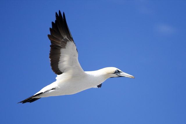 Cape Gannet in flight