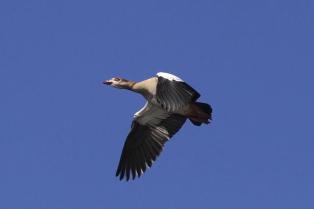 Egyptian Goose