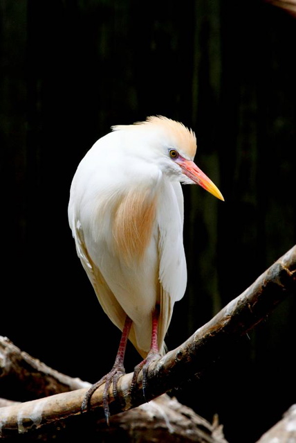 Cattle Egret 