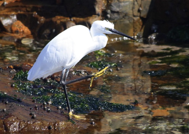 Little Egret