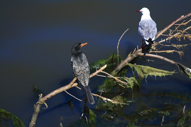 Reed Cormorant and Hartlaub's Gull