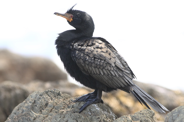 Crowned Cormorant