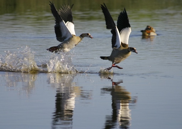 Egyptian Goose