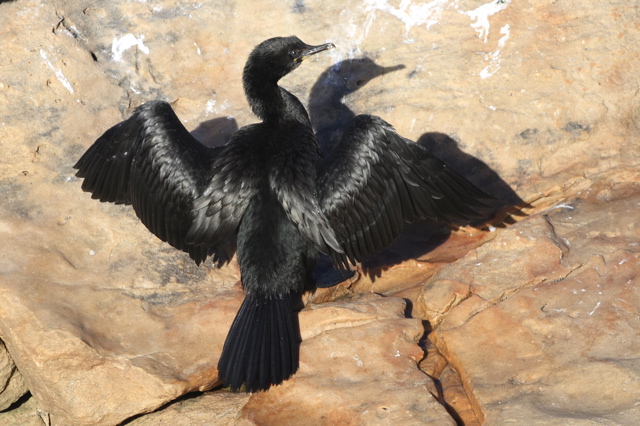 Cape Cormorant