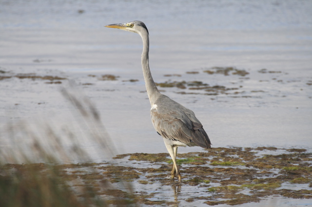 Grey Heron