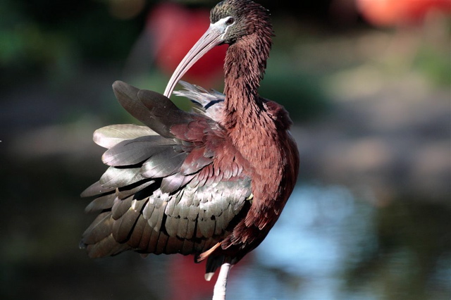 Glossy Ibis