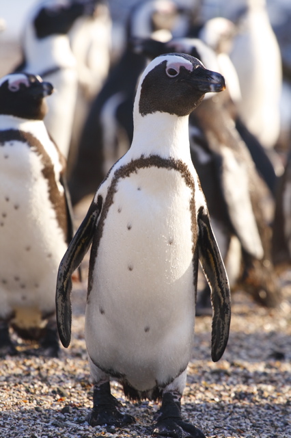 African Penguin