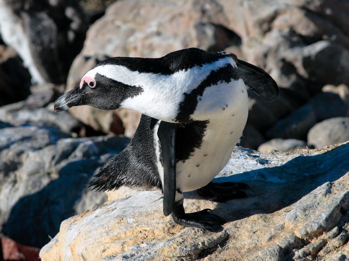 African Penguin