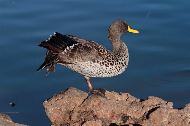 Yellow-billed Duck