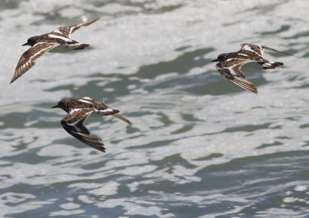 Ruddy Turnstone