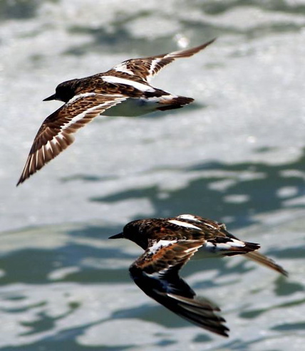 Ruddy Turnstone