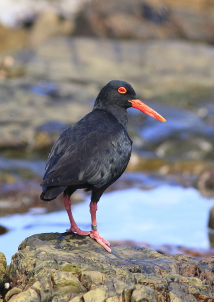 African Black Oystercatcher