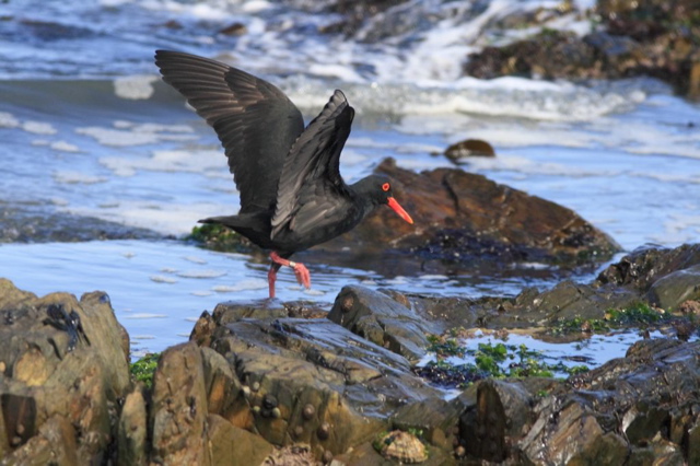 Haematopus moquini  