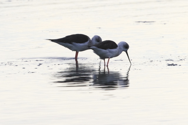 Black-winged Stilt