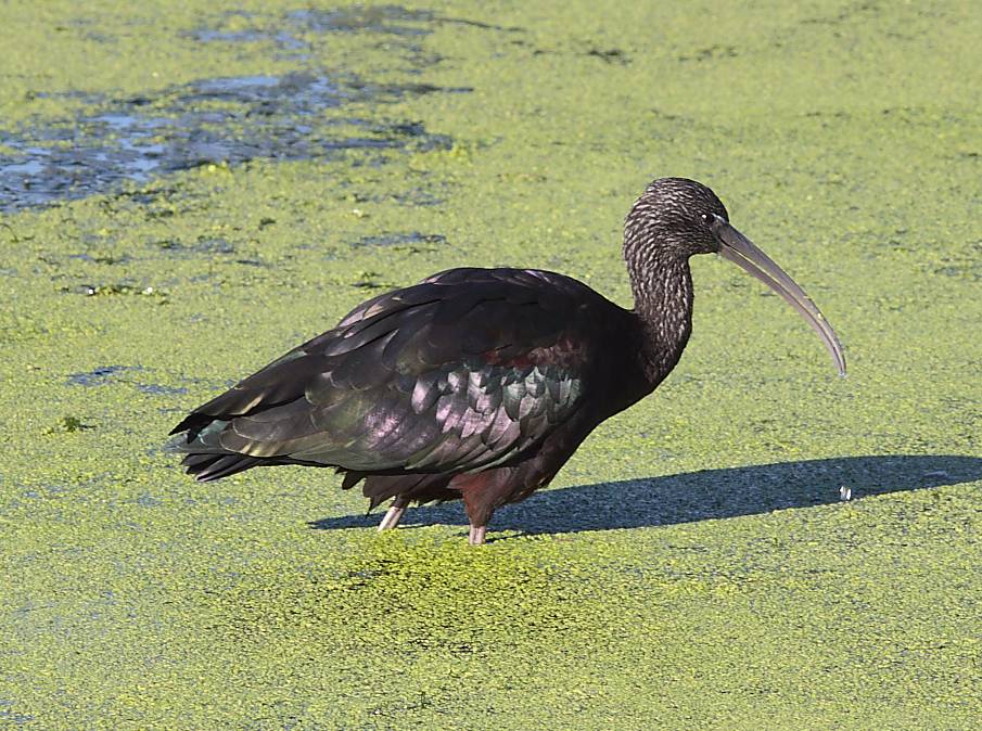 Glossy Ibis