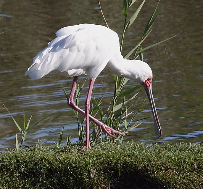 African Spoonbill