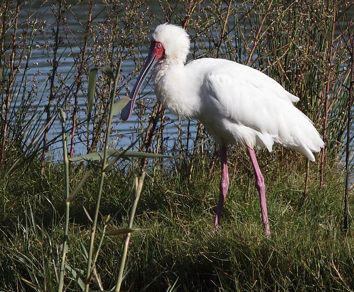 African Spoonbill